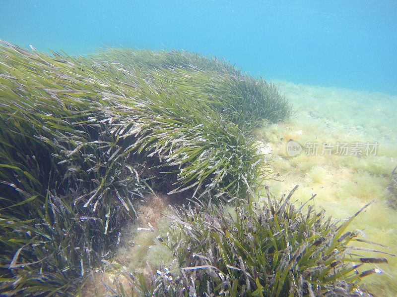 水下图像，圣安东尼奥角自然保护区，Denia Alicante西班牙。伊大洋洲草甸。
